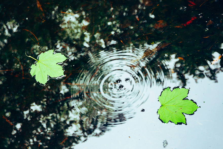 Leaves and ripples for blog_Mar25