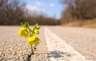 The Power of Positive leadership: Climate and Relationships