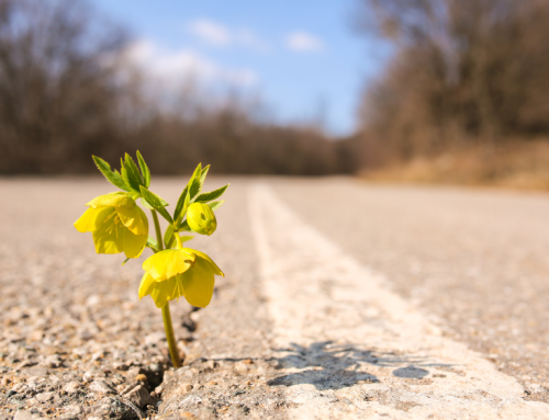 The power of Positive Leadership: Climate and relationships