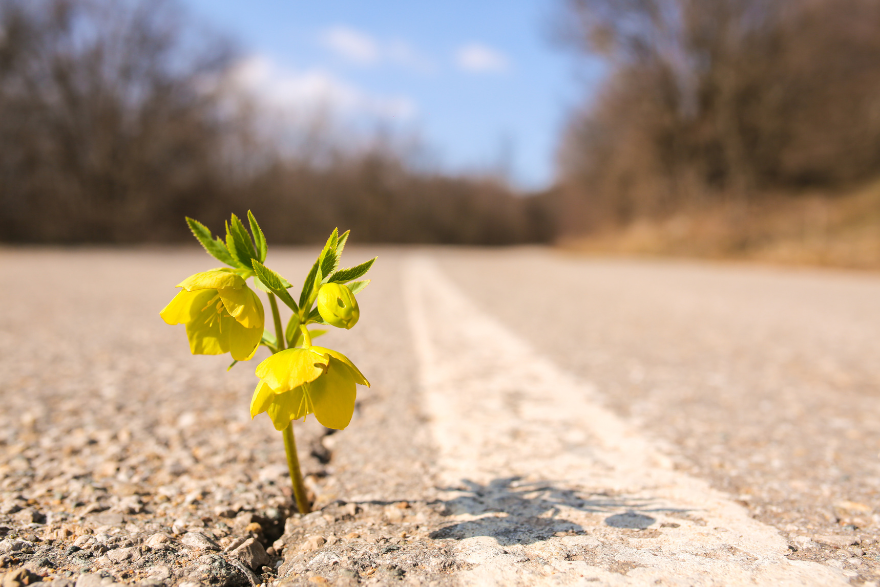 The Power of Positive leadership: Climate and Relationships